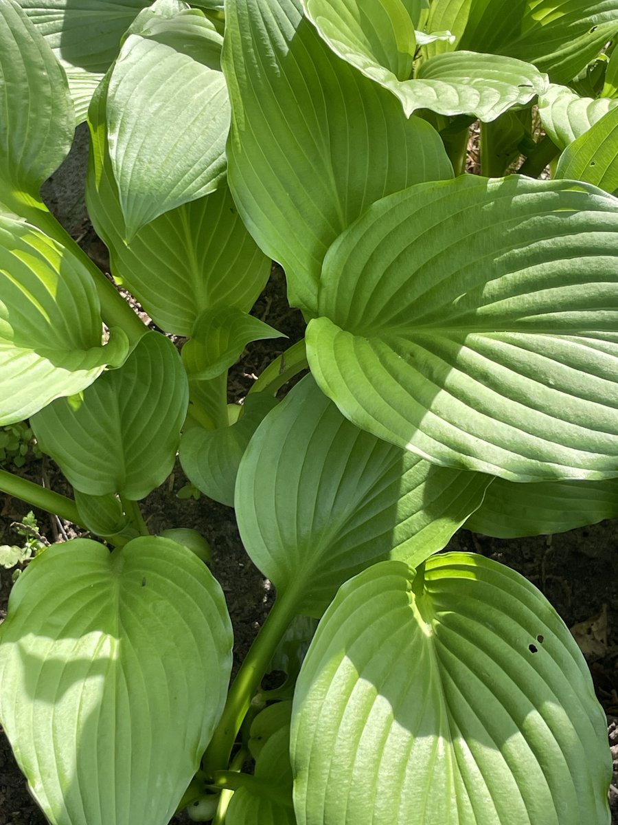 Untouched Hosta leaves 💚. They won’t last long…🤨🐌#GardeningTwitter #GardeningX #hosta