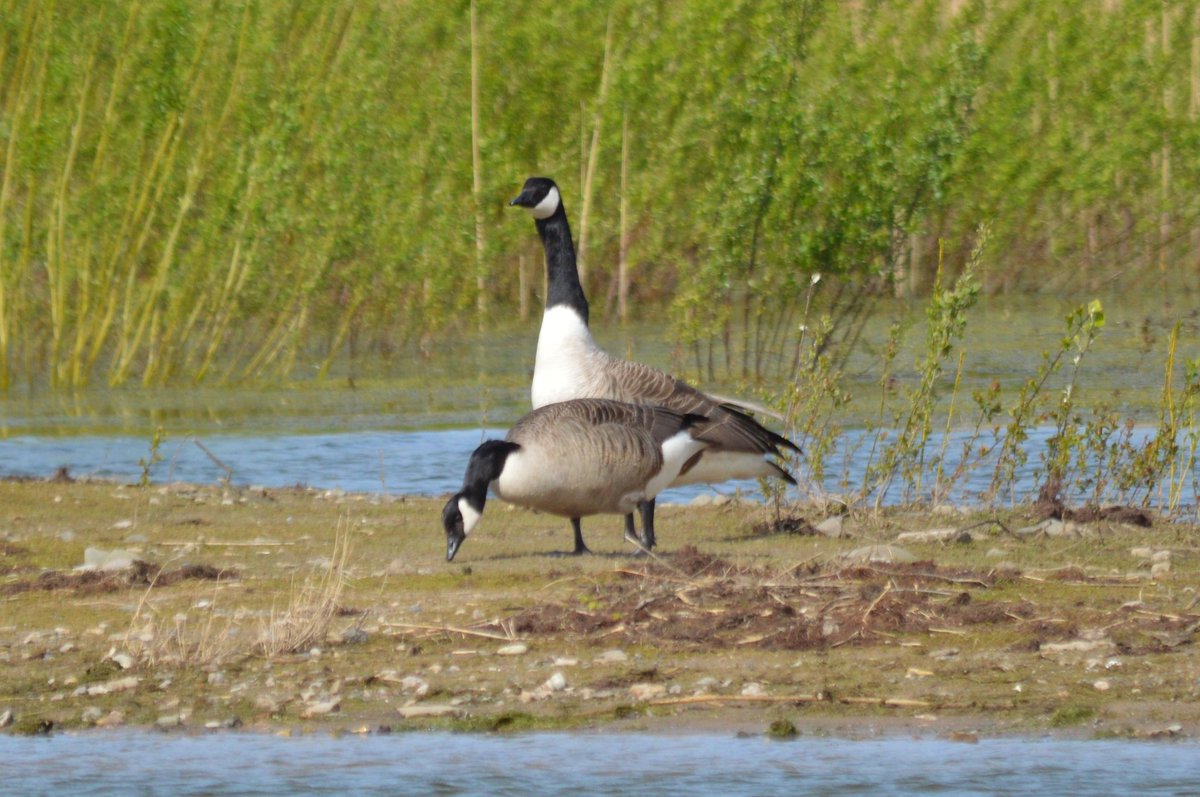 Canada Geese from RSPB Conwy Wales today for #BirdsSeenIn2024