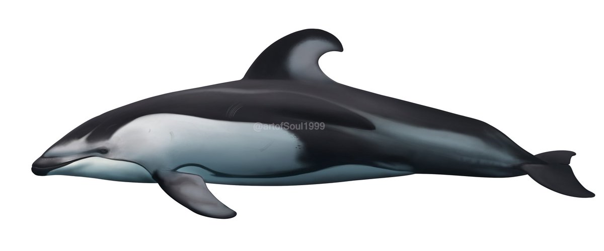 More reports for #NationalDolphinDay. Some illustrations of:

Caribbean bottlenose dolphin
Dusky dolphin
False killer whale
Pacific white sided dolphin