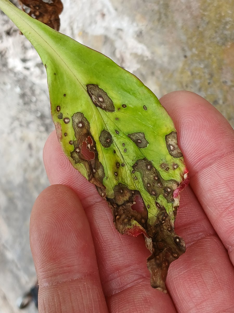 A hike over to Leigh Woods today, quite a few plant pathogens around so I was as happy as larry! First up, leaf spots produced by Ramularia valerianae var. centranthi on Red Valerian by Clifton Suspension Bridge. @BritMycolSoc #TwitterNatureCommunity