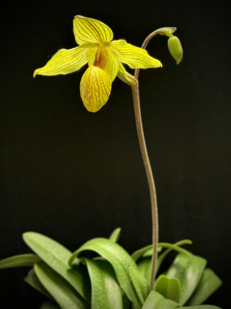 1st flower on 3rd spike of this orchid opened. When these finish, this orchid will have been in flower for over 4 months. I named this Yellow Bird.

Paphiopedilum Dollgoldi ‘Yellow Bird’

🌱sky #orchids #gardening #plants #houseplants #flower 🌴📷