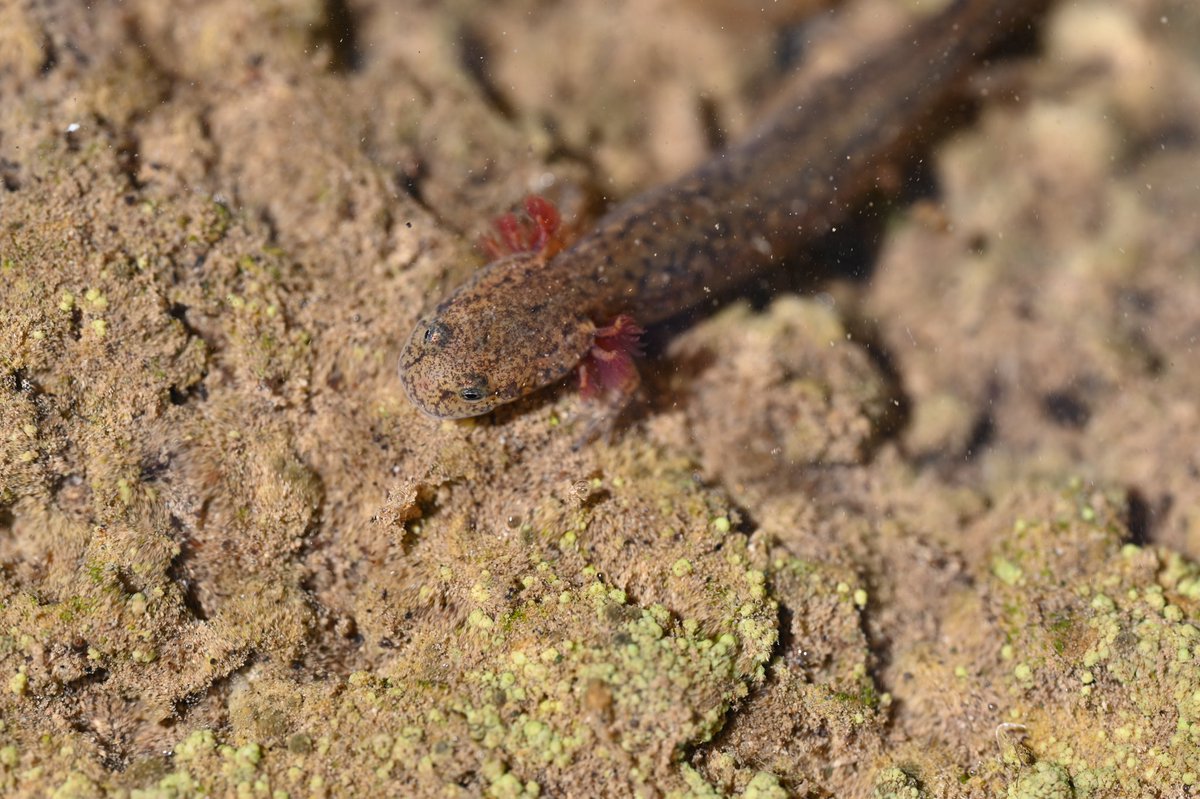 Kafka_project's tweet photo. Spotted salamander, spotted-tail salamander, Ouchita dusky salamander, Oklahoma salamander larval stages😍 https://t.co/ZmQ003UPDN