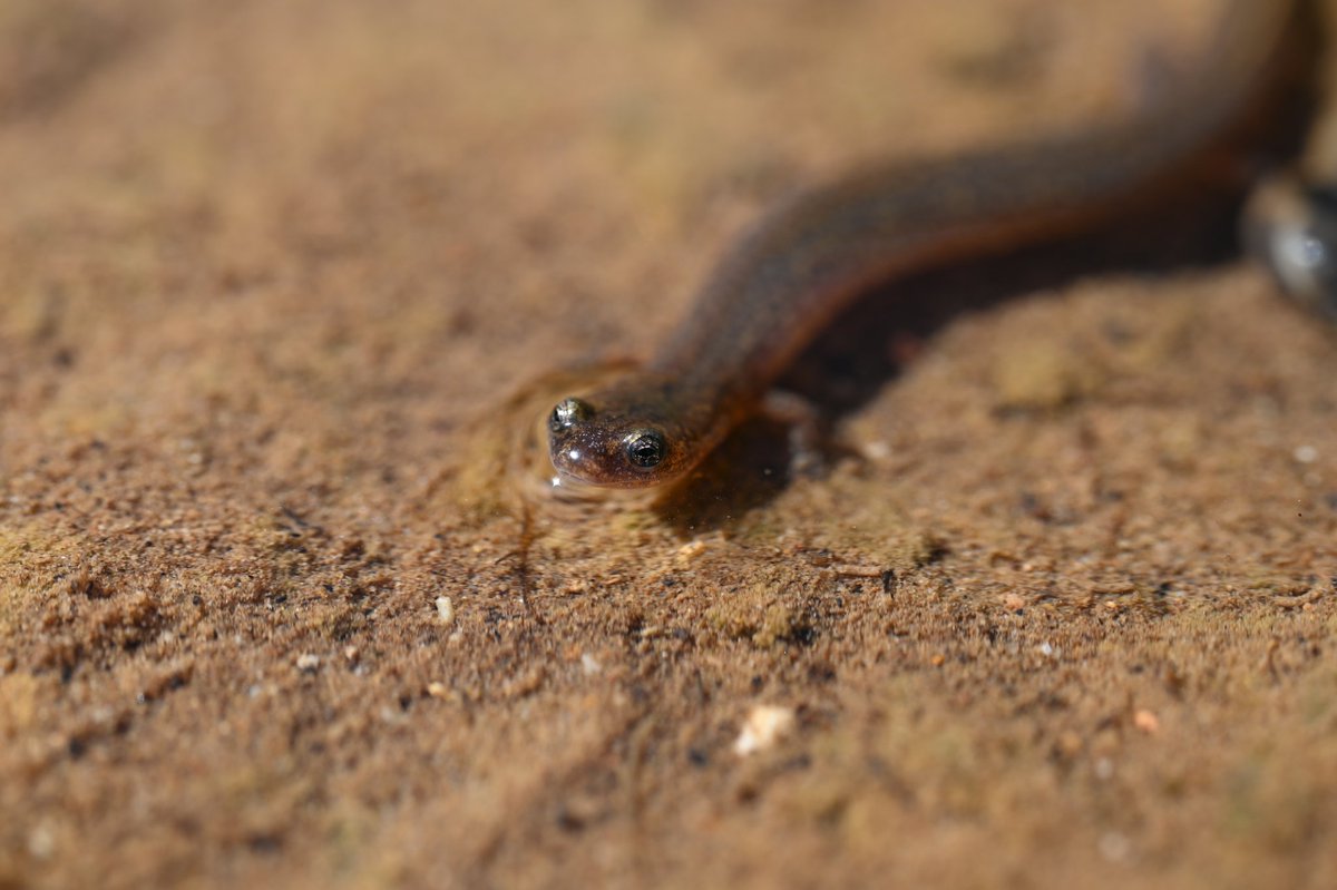 Kafka_project's tweet photo. Spotted salamander, spotted-tail salamander, Ouchita dusky salamander, Oklahoma salamander larval stages😍 https://t.co/ZmQ003UPDN