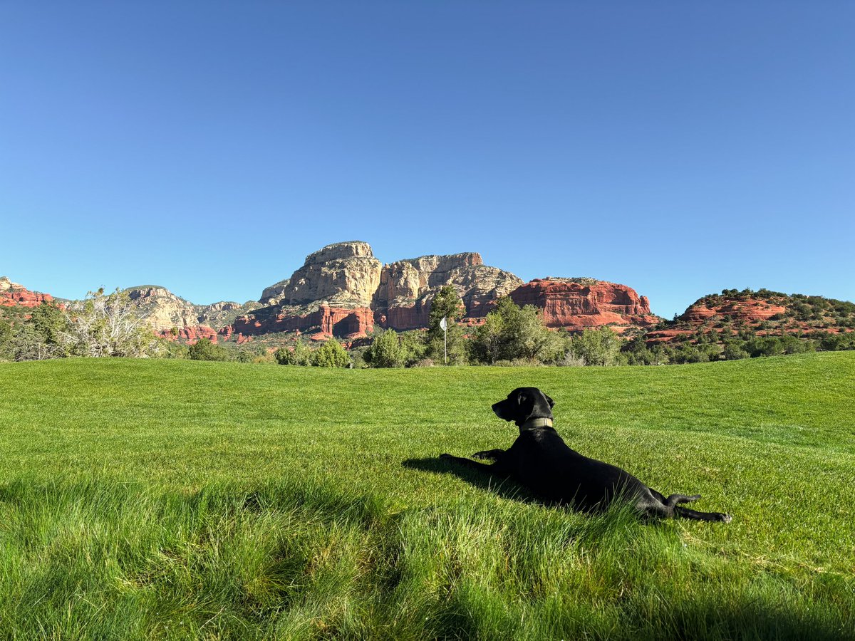 Anyone else’s @DogsOfTurf sit back and enjoy the view at the course? Barley certainly enjoyed the views off the backside of 12 green this beautiful Sunday morning while I hand watered. We hit the low 80’s last week and the poa is already requiring a good bit of extra water💧