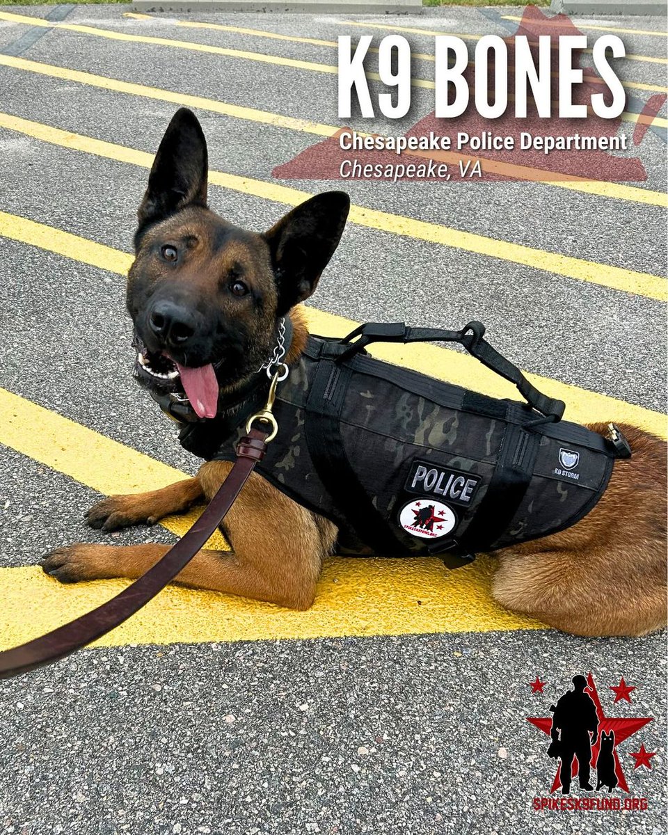 It's a beautiful day here in Chesapeake, Virginia, and K9 Bones has exciting news to share! He has received his ballistic vest from K9 Storm Inc. which was made possible by our Spike's Pack! Thank you for your generosity and for helping us continue to protect K9s nationwide. #k9