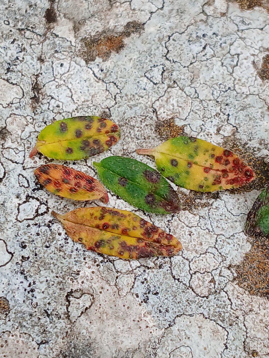 Also by Clifton Suspension Bridge, leaf spots on Common Rock-rose (Helianthemum nummularium). Produced, I think, by Septoria chamaecysti. @BritMycolSoc #TwitterNatureCommunity