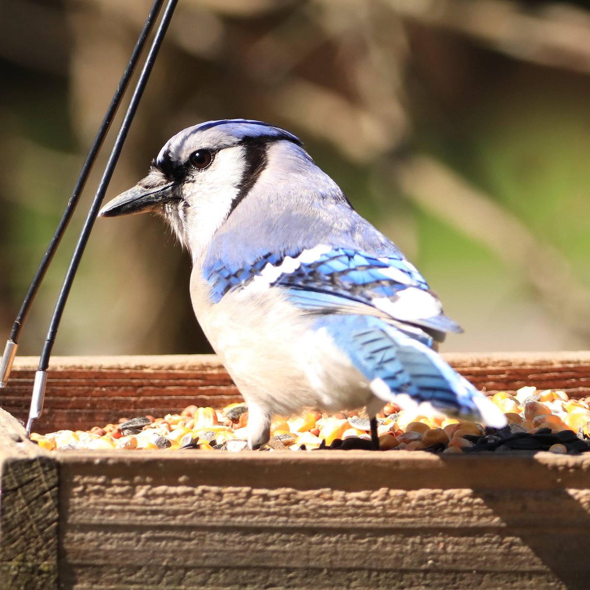 What a lovely pose from this beautiful blue jay!
#bluejaybird #bluejays #bluejay #poses #pose #ohiobirdworld #birdwatchers #birdwatchersdaily #birdwatcher #birdloversdaily #backyardbirding #ohiobirds #birdlove #birdlovers #birdlife