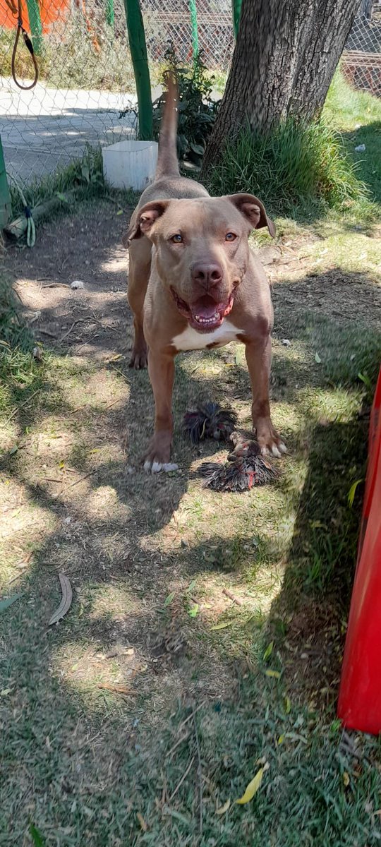 Sabemos que es final de quincena y la situación es complicada amigos, mañana se debe pagar la renta del nuevo refugio y no hemos reunido nada, necesitamos de su gran ayuda, no nos dejen solitos por favor 🥺🙏 se trata del hogar de estos hermosos perritos, los que son gigantes y…