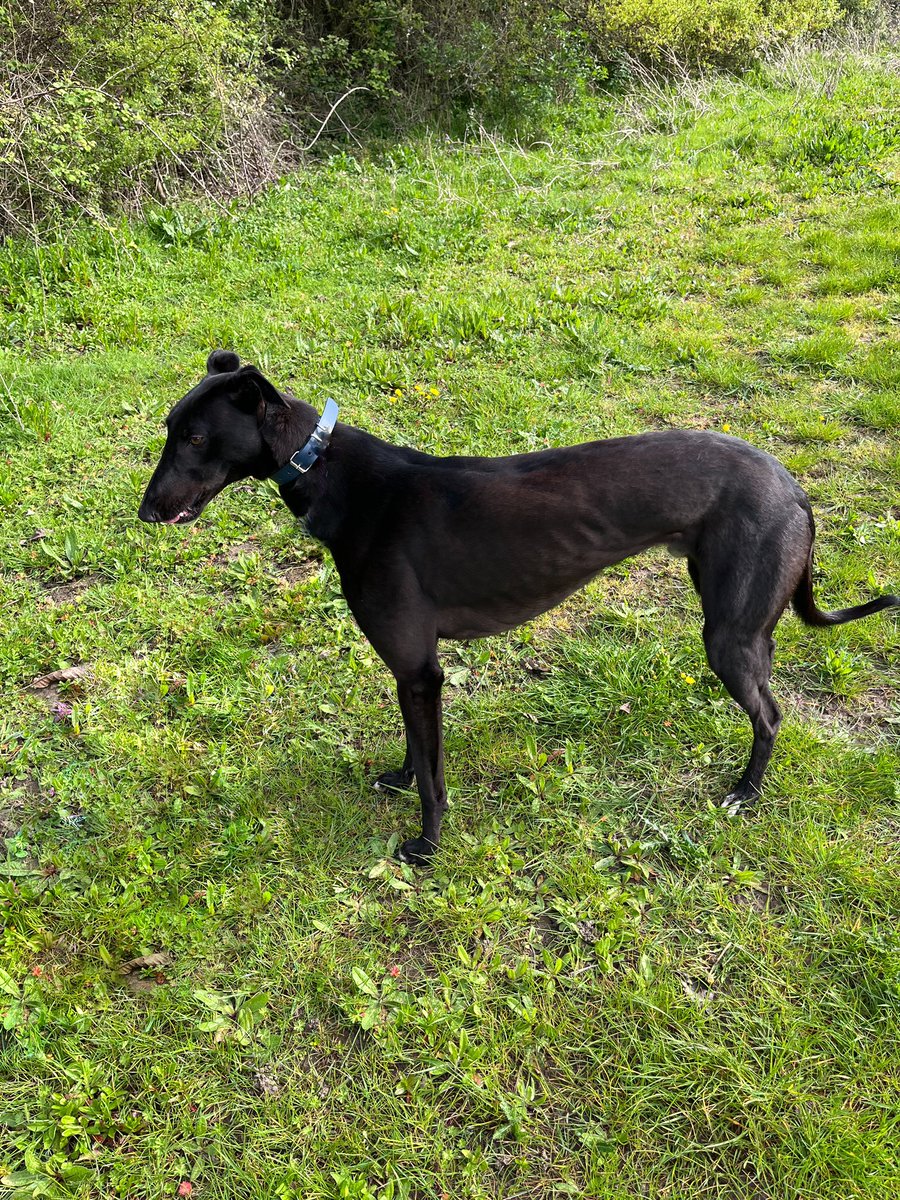 johnrack's tweet image. Roman new kid on the block