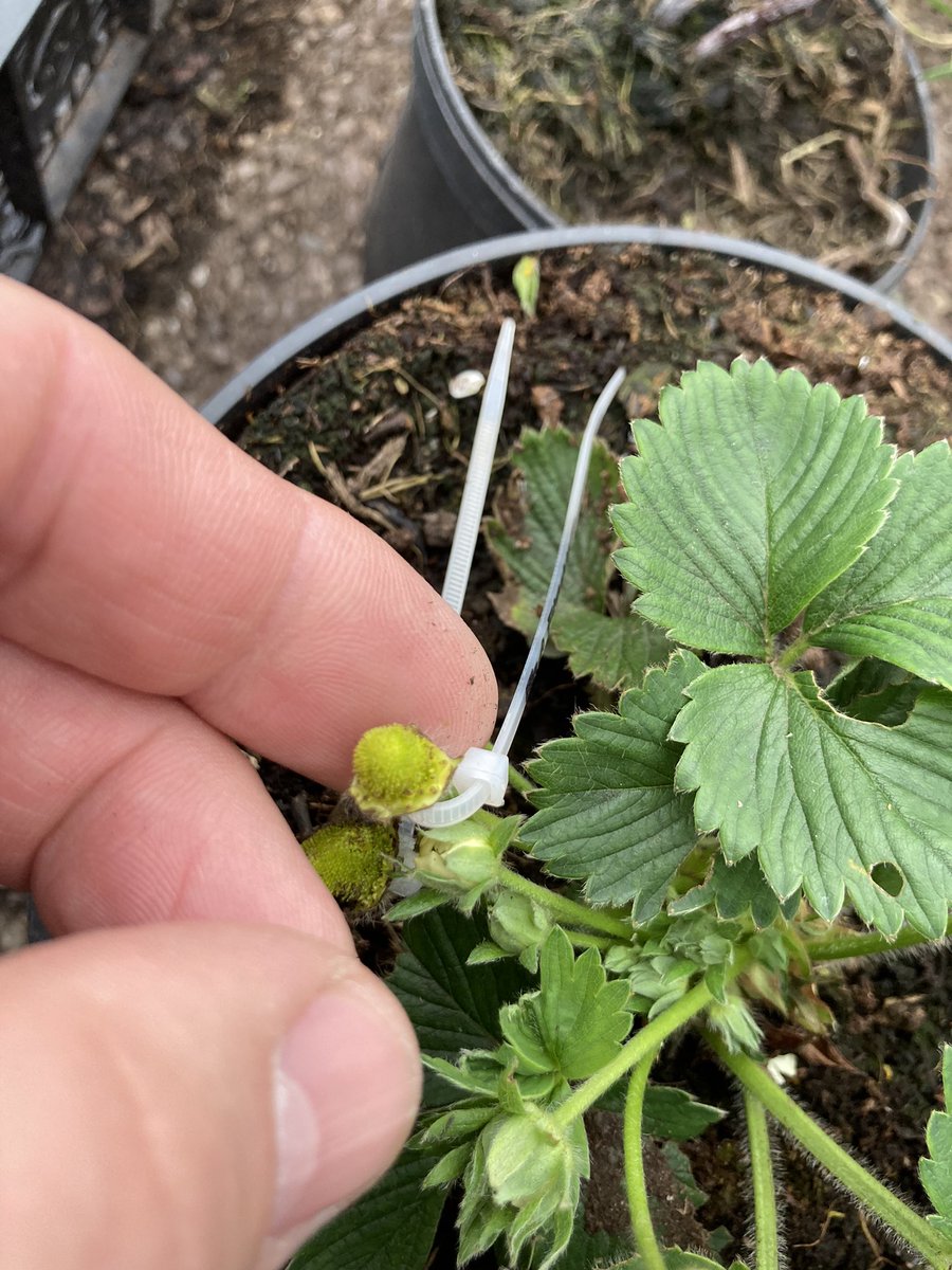 Bit of strawberry 🍓 crossing tonight Cambridge crimson (as female x Roxanna ( as male pollen provider) see what I’ve done here , Roxanne/crimson/ red , Roxanne you don’t have to put on that red light :)