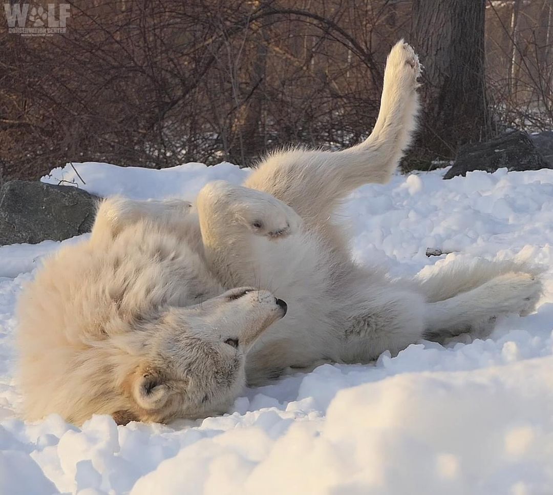 saveourwolves23's tweet photo. Sunday in progress 😴 https://t.co/8P4fH1zwwn