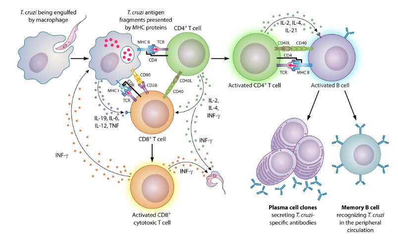 Management of Trypanosoma cruzi infection in immunocompromised hosts is challenging. This #ClinMicroRev article reviews available data describing Chagas disease epidemiology, testing & management in immunocompromised individuals. #WorldChagasDay asm.social/1Od