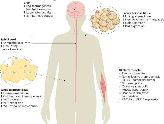 mTORC1 in energy expenditure: consequences for obesity <a href="/NatureRevEndo/">Nature Reviews Endocrinology</a> <a href="/SociedadSeedo/">SEEDO</a> 

The role of mTORC1 activity in energy expenditure.
