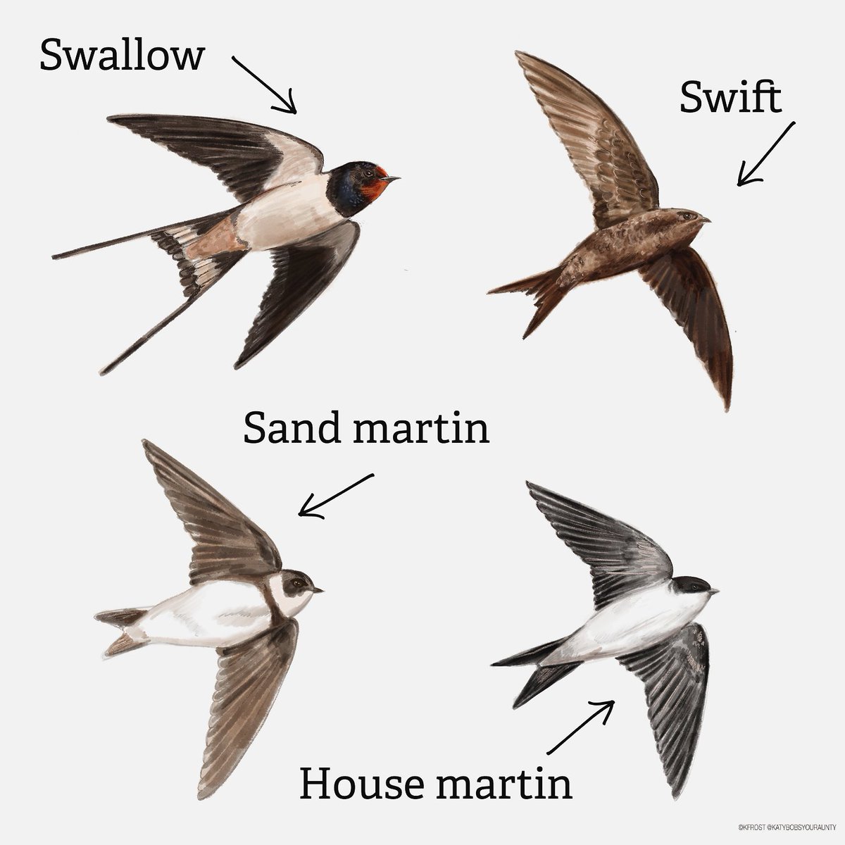 Swifts, swallows, house martins and sand martins are all summer visitors to the UK. Read our guide to work out what you might have spotted or what to look out for darting and diving in the sky! 👇☁️ #Springmigration wildlifetrusts.org/wildlife/how-i…