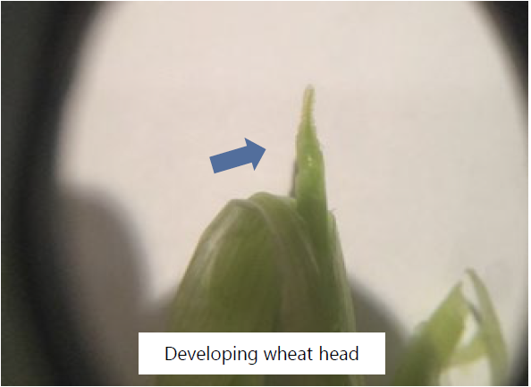 Do you know the 3 major factors with the greatest impact on potential freeze damage to a growing wheat crop? 🌾 💚 Learn about them here 👉 bit.ly/3PL7eb1
