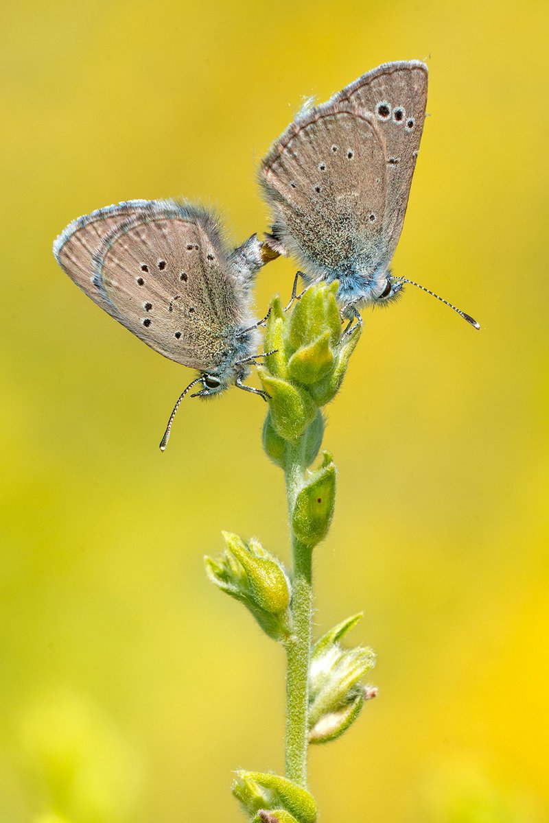 Cyaniris semiargus, cobalt. Badalona, abril 2024. @MuseuBdn @catalanbms @xarxadeparcs @SonyEspana @Foto_K @Nicolastimica @NatGeoEsp