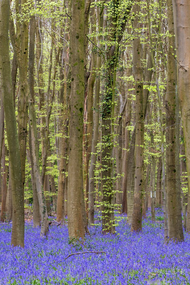 Tall trees, new leaves, and a carpet of bluebells 💚💜 #CanonR6ii #bluebells