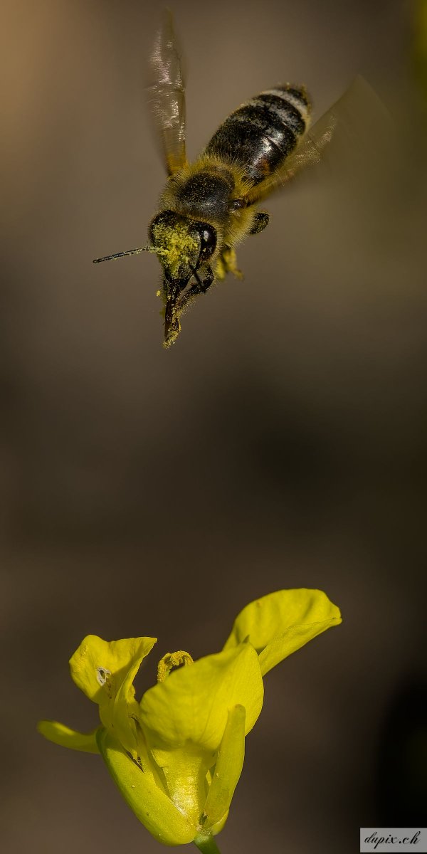 Sprung in die Blüte😀 (Das Format ist zu hoch - man muss es öffnen, um es ganz zu sehen)