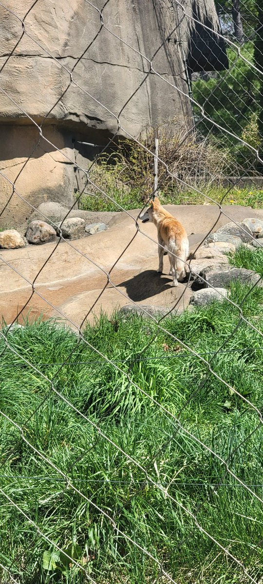 Had a nice day at the @ToledoZoo today with @DreadzKoon 
#Toledozoo #Dingo #snowleopard #meerkat