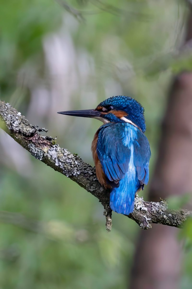 I took a walk along the Grand Union canal this morning. 4 kingfishers showing well near Tring. A female and this male seem to have paired up. The other two males just chasing each other. Lovely light and rich blues.