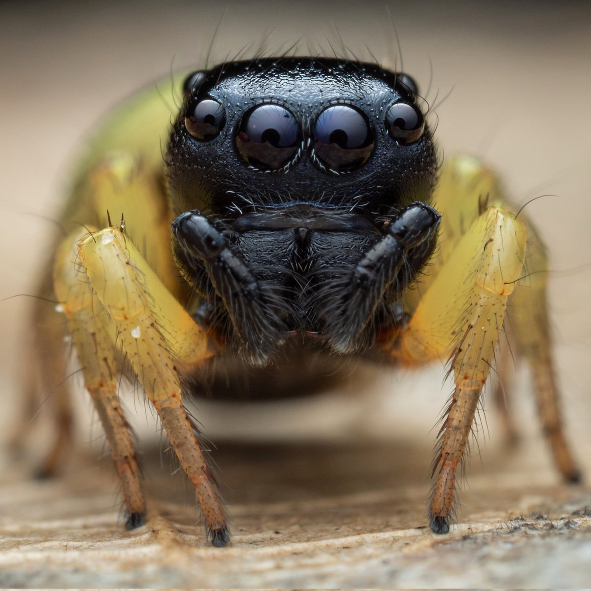 Bumblebee jumper,for #salticidsunday Single image Taken on Omsystems OM1 MK 2 #spider #macro #nature #spiders #arachnid #spiderman #photography #naturephotography #macrophotography IG WEEMADBEASTIES