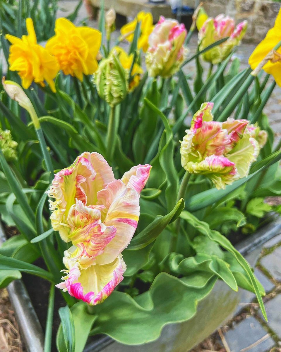 These alien tulips are *chef's kiss*