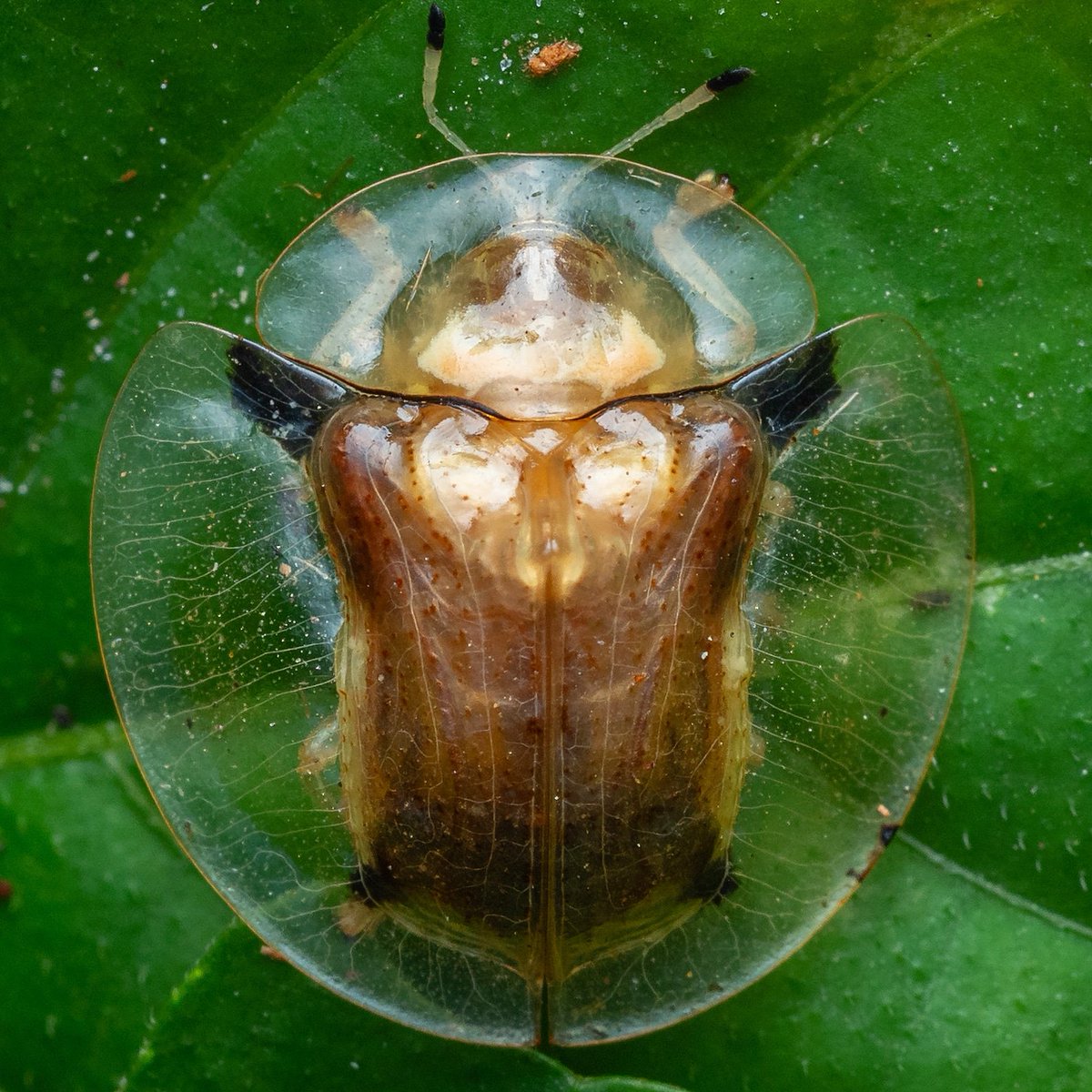 Golden tortoise beetle, taken in Kuala Lumpur this year. Single shot #beetle #insect #insectphoto #Coleoptera #Chrysomelidae #entomology #sundayvibes IG WEEMADBEASTIES