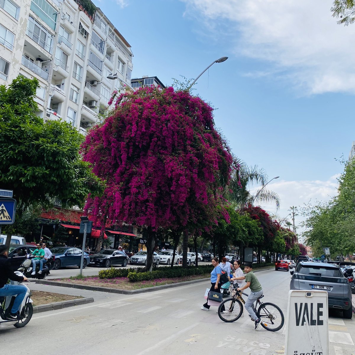 Adana’m… 💐🍊 Bembeyaz bulutu, açık mavi göğü, cımcılık sıcağı, şişesi terlemiş şalgamı ve avaz avaz kahkahalarıyla dolu asfalt sokakları.