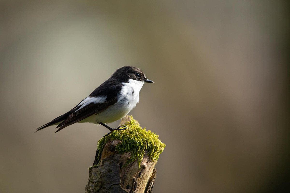 Pied Flycatchers have returned to @WildHaweswater! After welcoming guests to the Woodland Wildlife Hide this morning, our Wild Hides Guide Matthew spotted the first male Pied Flycatchers of the year back from the rainforests of West Africa 🧵1/2 📸Matthew Laverick | April 2024