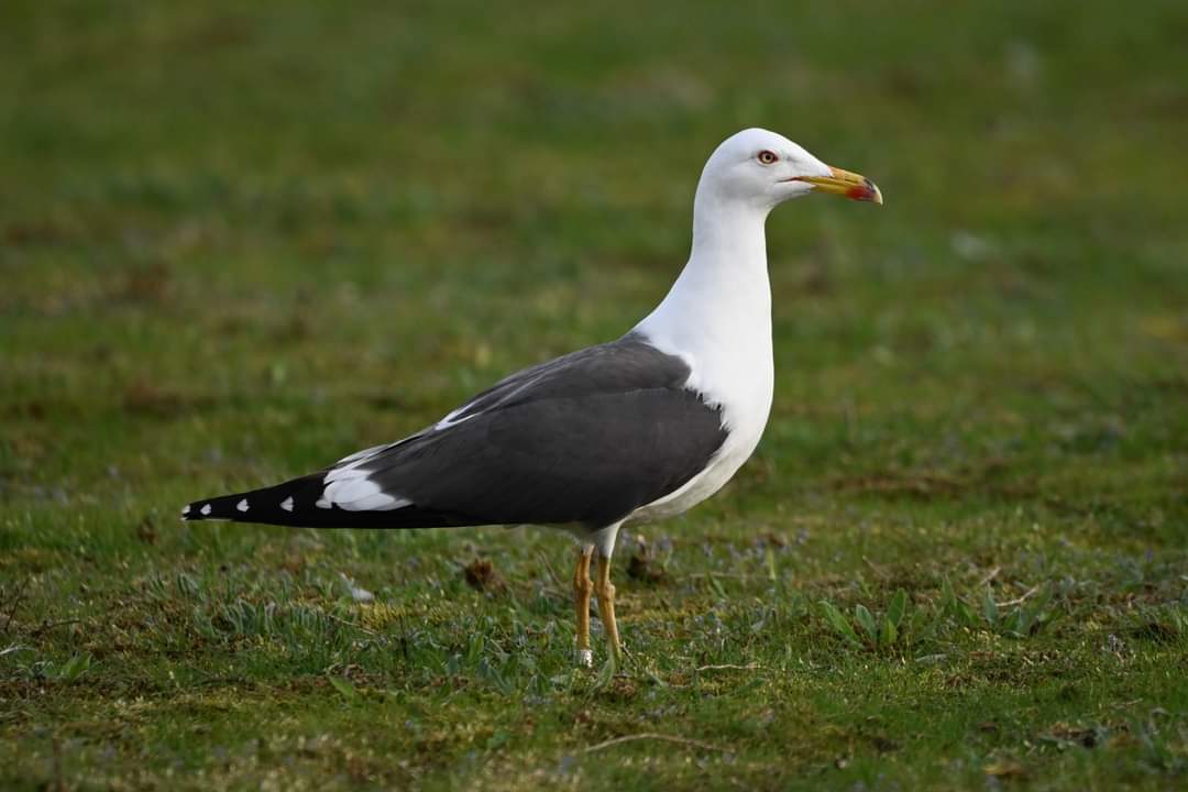 thijshorst1's tweet photo. Last friday @BuijsEcoConsult and myself found this Lesser Black-backed gull that was ringed as pullus in 1989 by @_BTO . Could be the oldest known LBBG... It was seen in 2015 at almost the same place we observed it last friday. https://t.co/ByyxkBCoP9