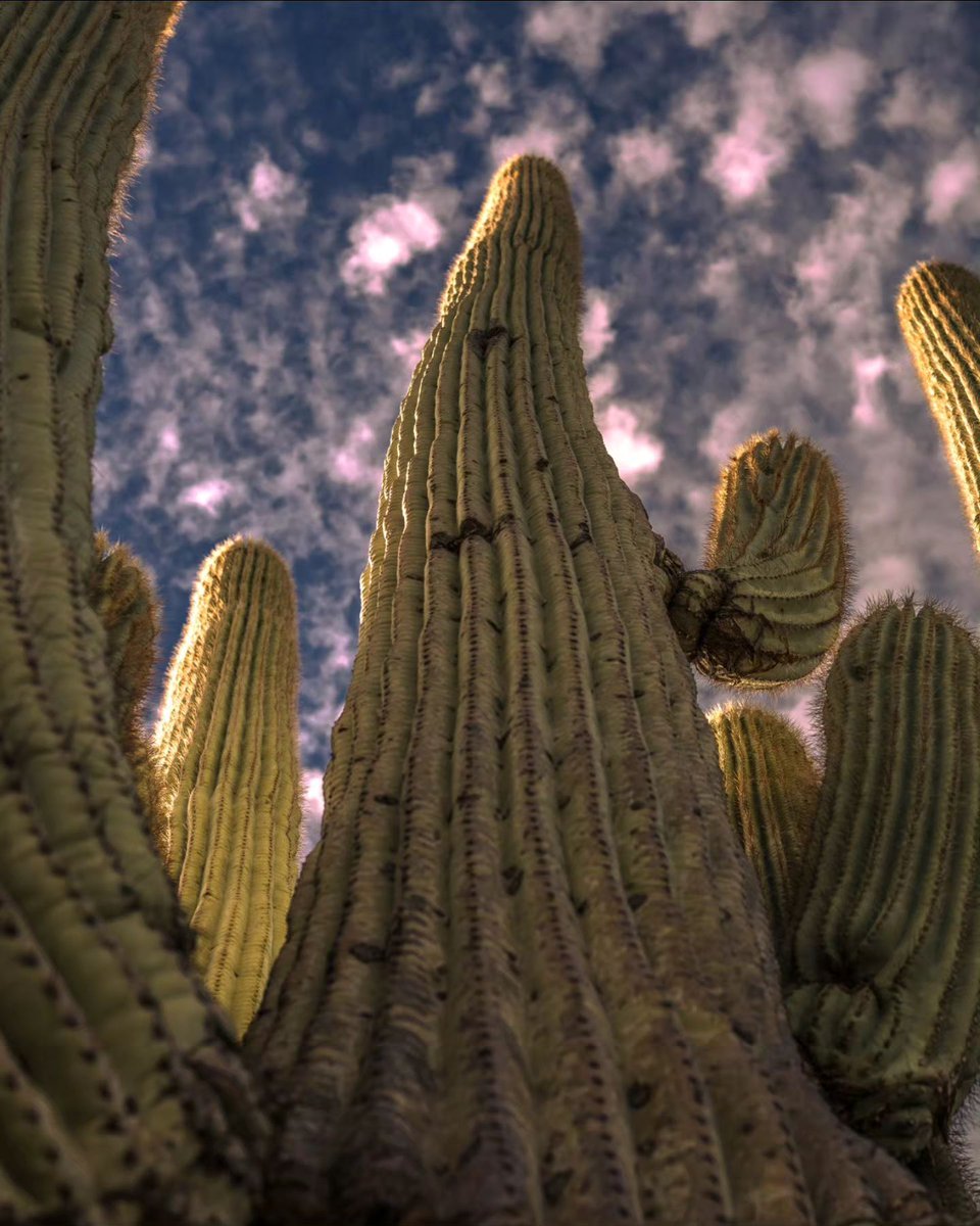 Stand among the giants. 🌵 What is it about these desert icons that makes us love saguaros so much? #SaguaroSunday 📸: @johnny_utah_123 at @LostDutchmanStatePark