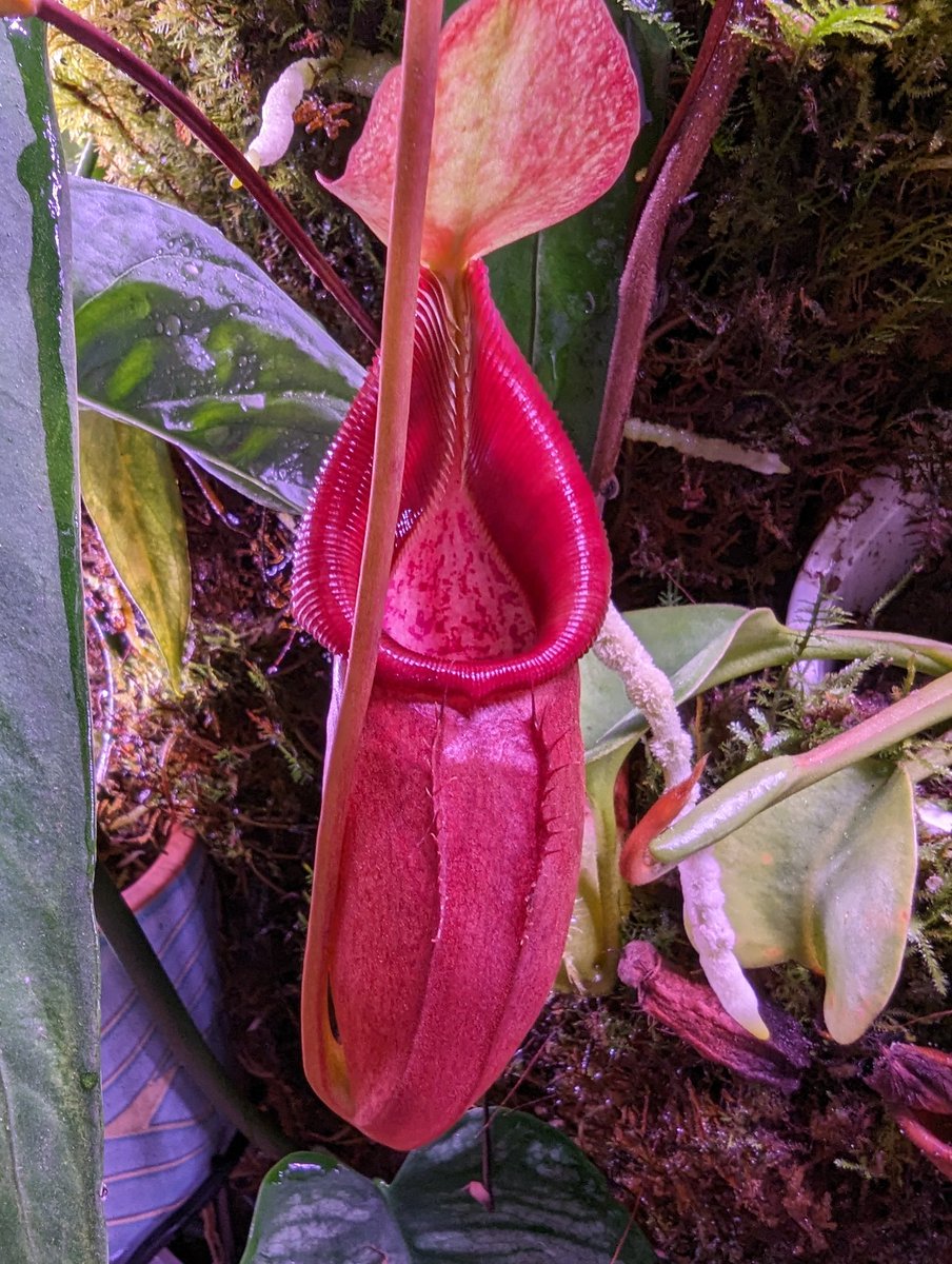 A rare sight in a (supposed to be) closed system: natural predation! Some fungus gnats snuck into my pitcher plant tank and the pitcher plants did what they do best