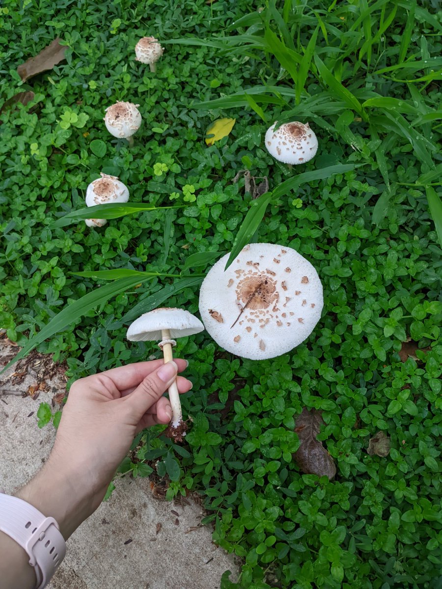 Nailachwan's tweet photo. Les presento un poquito de la belleza y diversidad del campus de la UNA 🍄💛 https://t.co/0oqPMyc9Cv