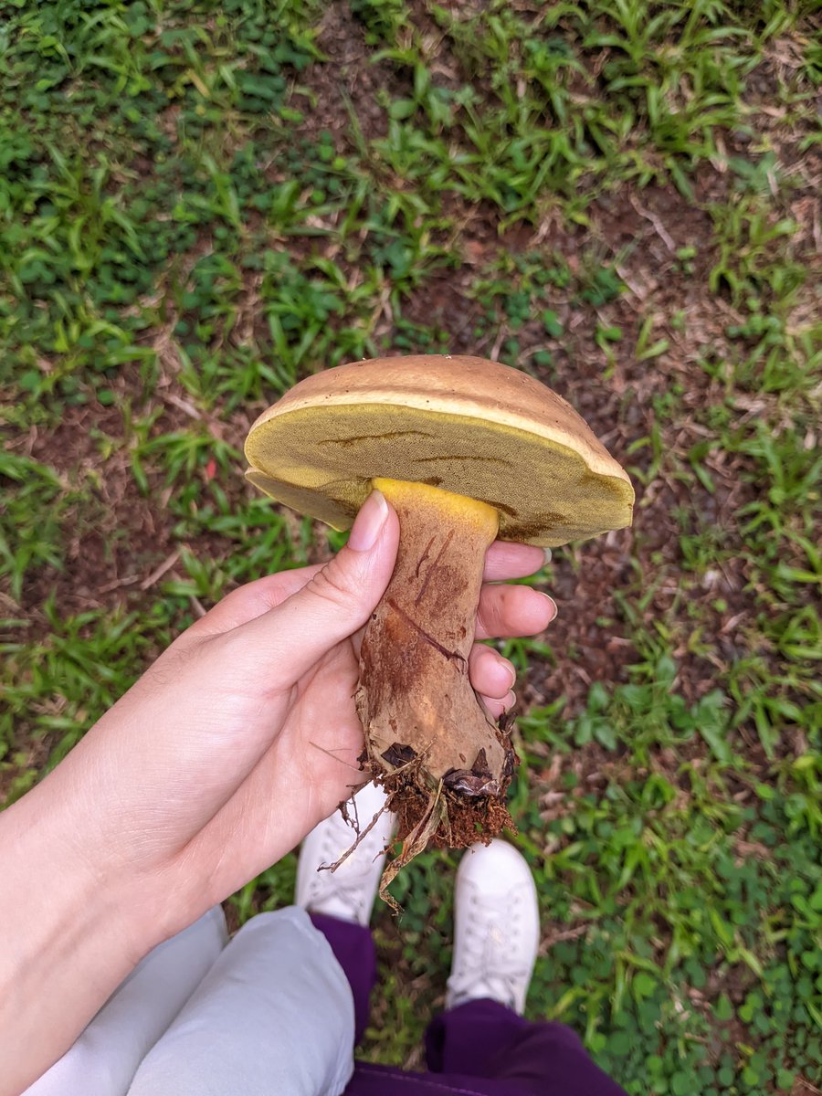 Nailachwan's tweet photo. Les presento un poquito de la belleza y diversidad del campus de la UNA 🍄💛 https://t.co/0oqPMyc9Cv