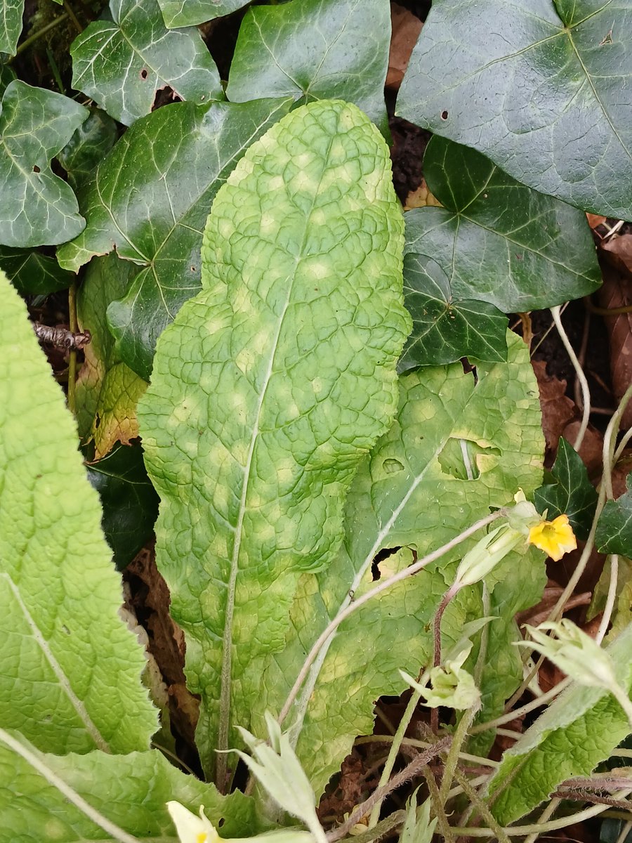 I spied some interesting looking yellow patches on the leaves of a Primrose plant in Leigh Woods today. Not the hoped-for Puccinia primulae but a nice find nonetheless - the fungal pathogen Ramularia interstitialis. @BritMycolSoc #TwitterNatureCommunity