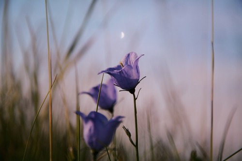 softdeIicacy's tweet photo. nature in purple. https://t.co/2StyRnX9ji