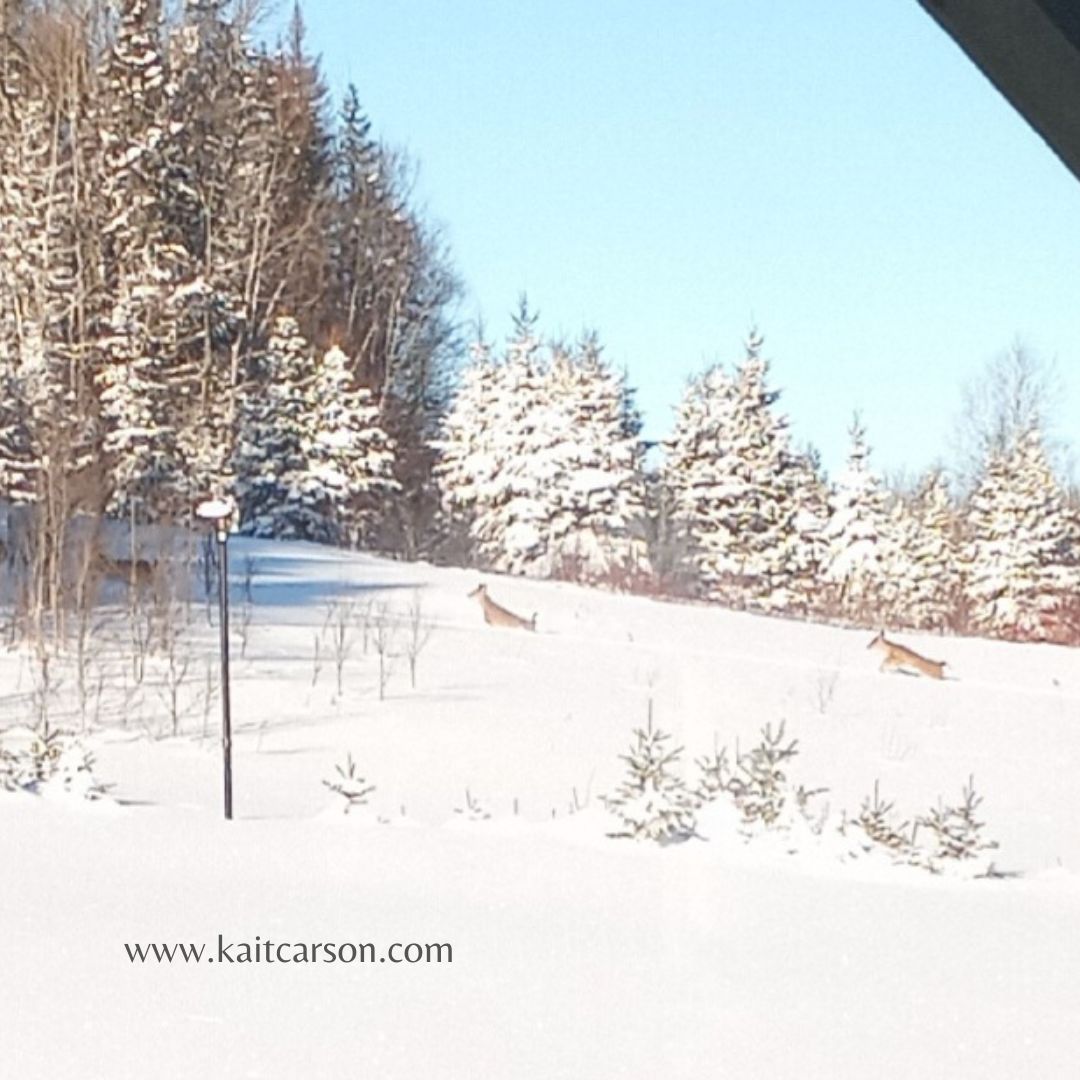 kaitcarson's tweet photo. Now that spring is on the way, I wanted to share a favorite winter photo taken from my back porch. Run Free! #mainelife #deerherd https://t.co/q1n6ErcpBX