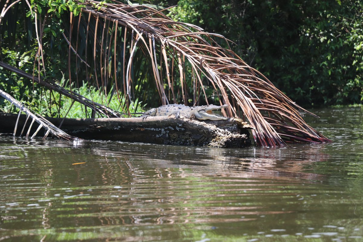 DoctorJOtto's tweet photo. While traveling through Tortuguero National Park, a few of the animals that students got to see were the Northern Jacana, Anhinga, American Crocodile, and Green Vine Snake. @MonomoySchools @ScienceWithMrB @MRHSMsOliver #MonomoyInCostaRica2024 https://t.co/H5Iwcdy4T0