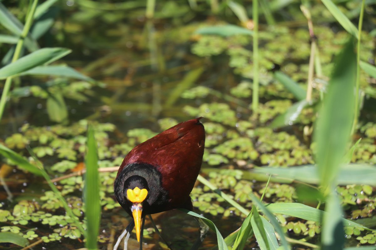 DoctorJOtto's tweet photo. While traveling through Tortuguero National Park, a few of the animals that students got to see were the Northern Jacana, Anhinga, American Crocodile, and Green Vine Snake. @MonomoySchools @ScienceWithMrB @MRHSMsOliver #MonomoyInCostaRica2024 https://t.co/H5Iwcdy4T0