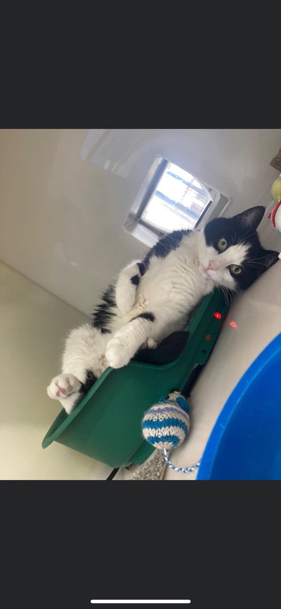 Beautiful Bell is in our care for the third time! She is 11 years old. She is an independent lady who enjoys to watch the world go by. She would like a quieter home with no small children or other pets. She does like a fuss but on her own terms #rescuecat #monochromemoggy #derby