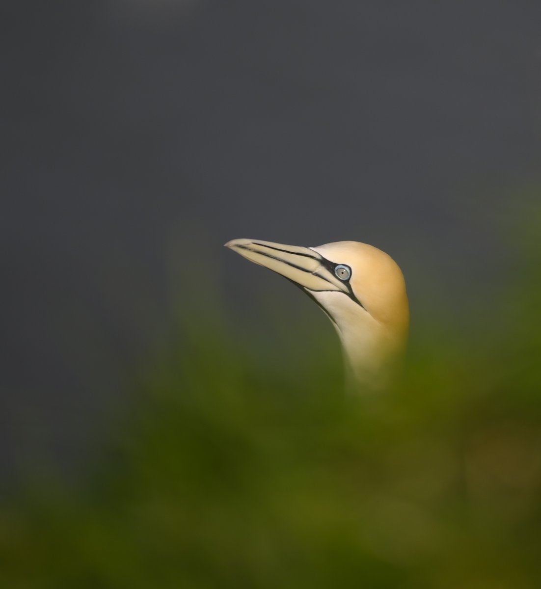 Gannet on from bempton cliffs @WildlifeMag @BBCEarth @Bempton_Cliffs @UKNikon #gannet #wildbirds #nature