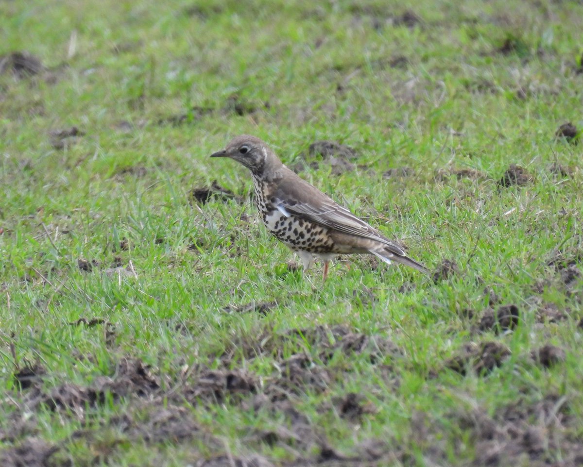 Still waiting for a wheatear on Smestow so had to resort to Penn Common for these 2 beauties yesterday @WestMidsBirding