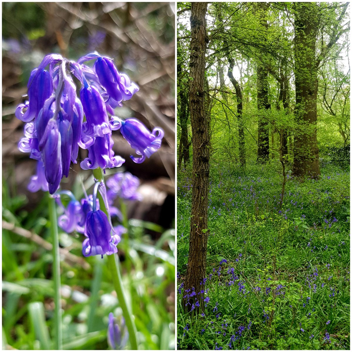 Into the woods again today... #Bluebells #wildflowerhour