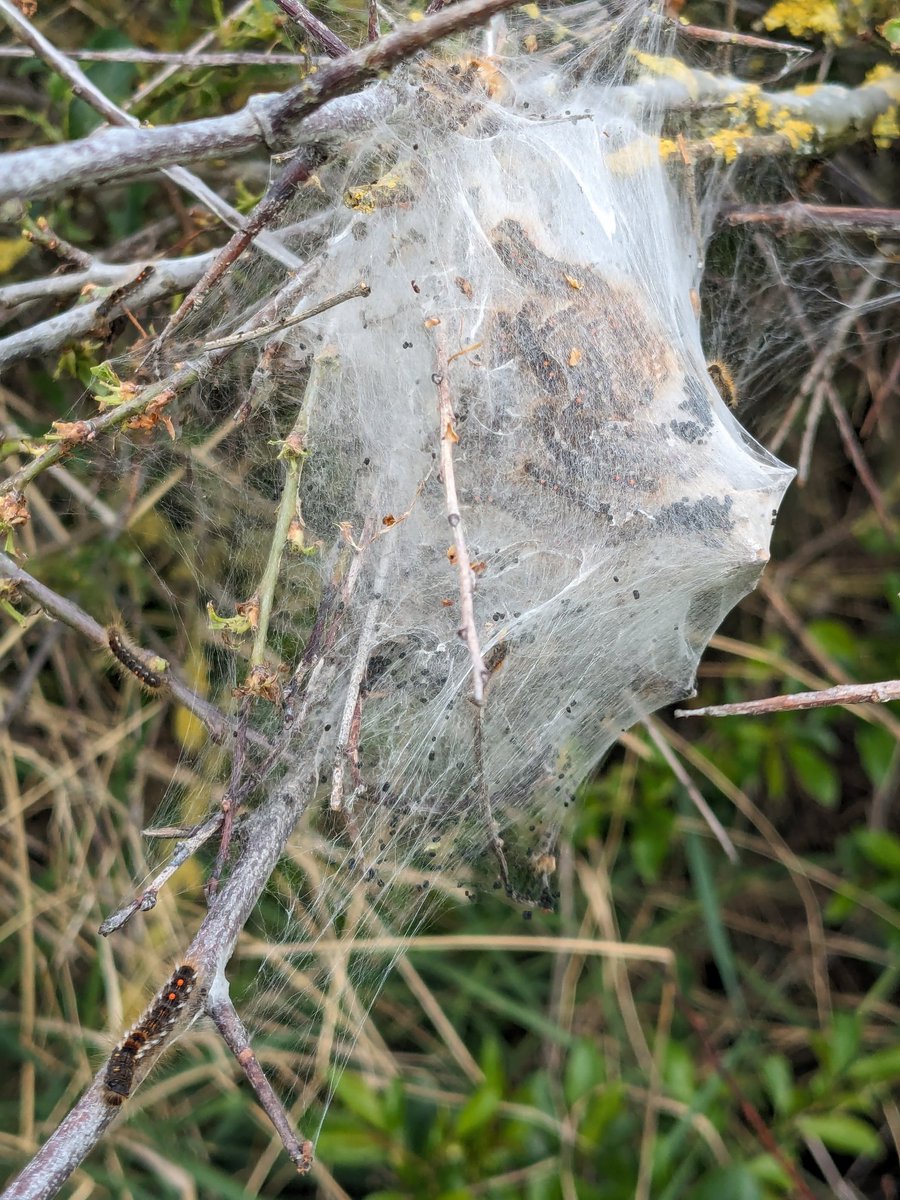Great nature walk around #Swalecliffe #Tankerton this morning with @andyswalecliffe of eco group of @ForumCt5 - as well as loads of migratory birds - we saw these amazing caterpillars of brown tail moths on local sea buckthorn bush - Next walk at 0800 Sunday 12 May!