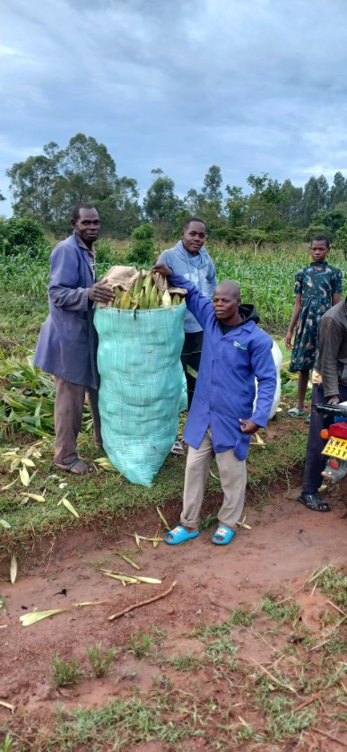Green maize is now available at my farm which was under Yara MiCROP nutrition program. Year 2024. @YaraKenya @rodgers_kirwa @diangaronald @Billngeno @MFarmguard #MboleaNiYara