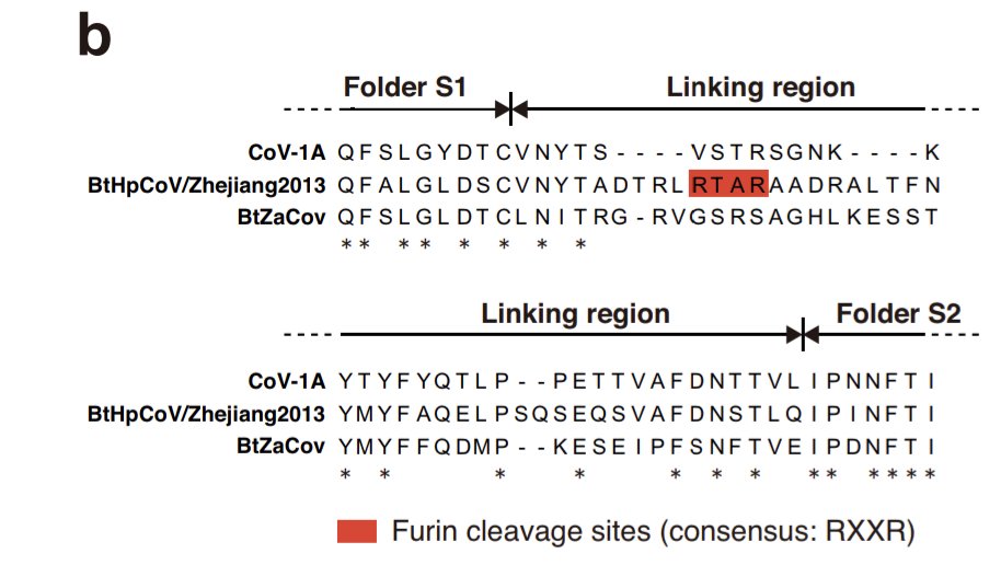 They think this hibecovirus that got an FCS (RTAR; notice the A in the third position, like SARS2!) must have evolved it independently. Amazingly, not with a 'clean insert' like Bob Garry would say, but with many nearby amino changes, like you'd expect from natural evolution.