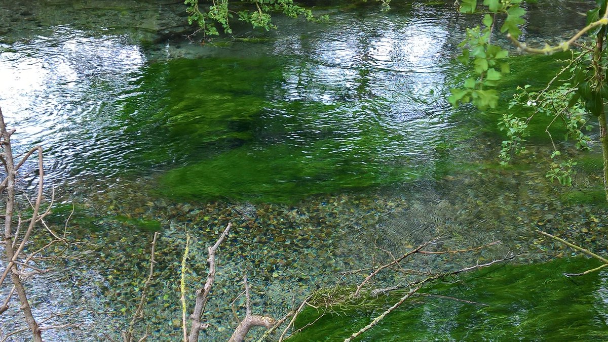 I've been up in the Hull area this week, and caught a glimpse of the most northerly chalk stream in the UK. Flowing through a mostly arable landscape, yet gin-clear with beds of stream water-crowfoot. A testament to good land-management. It can be done.