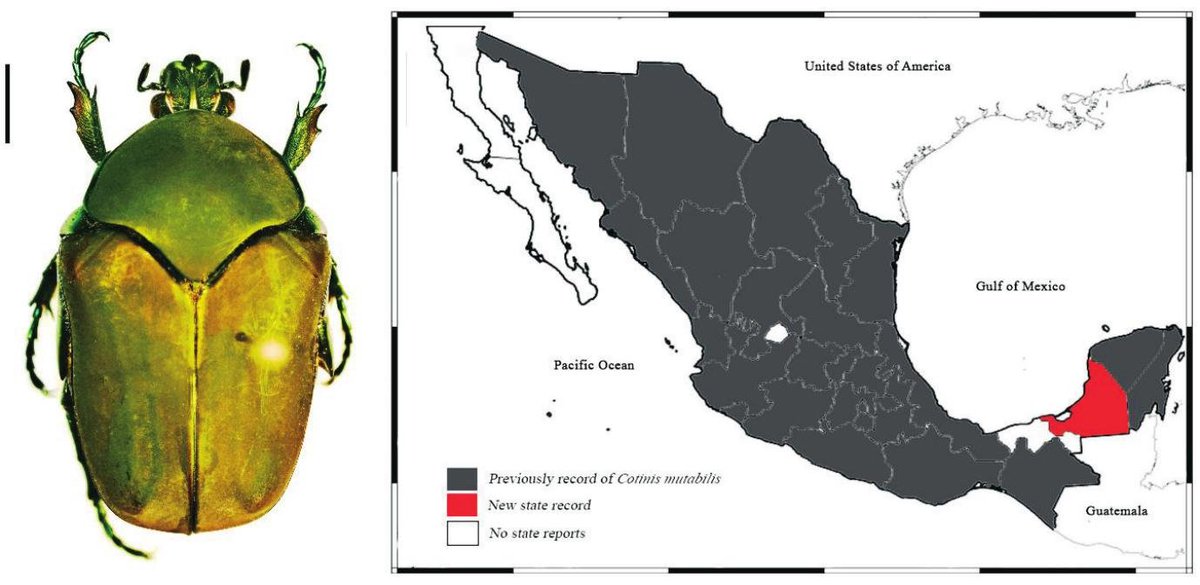 #LiteratureNotice Guzmán-Vásquez et al. #NewRecords of #ScarabBeetles from the State of Campeche, Mexico, with Comments on their Agricultural and Ecological Importance. doi.org/10.3958/059.04… #Beetle #Beetles