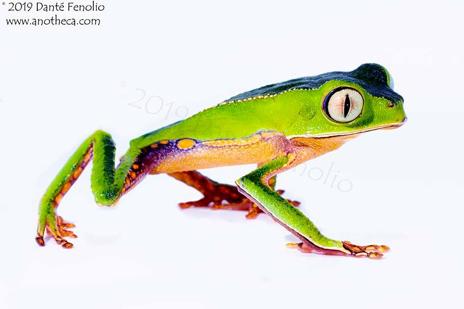 The White-lined Monkey Frog (Phyllomedusa vaillantii) ranges across the Amazon Basin; there are probably several cryptic species involved and this is a complex of frogs.