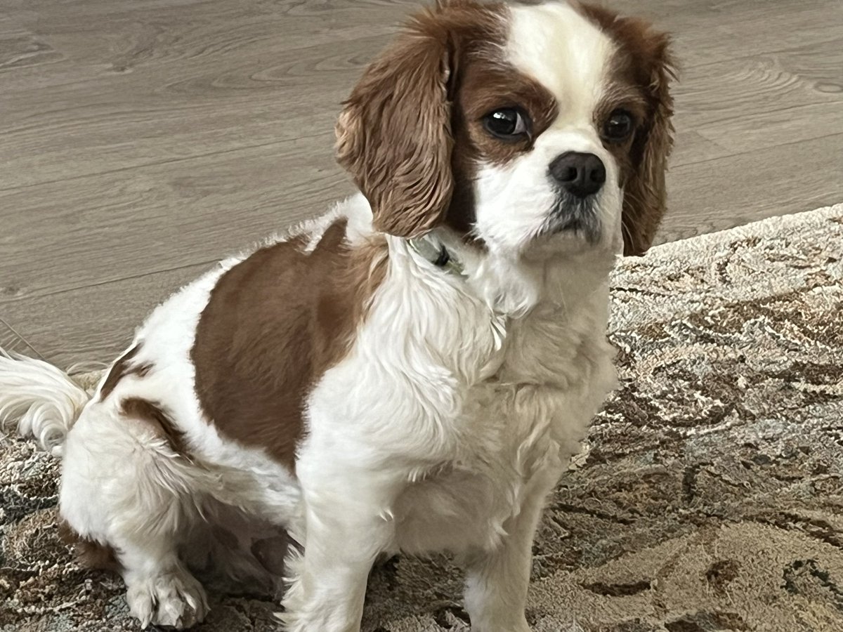 My fur is growing back and Mom keeps calling me her “teddy bear” 🐻 🐾 #cavpack #DogsofTwitter